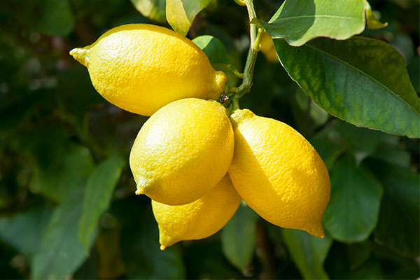 Italian citrus