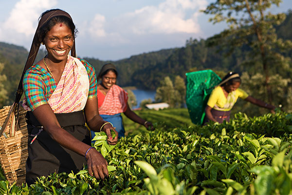 harvesting tea leaves by hand