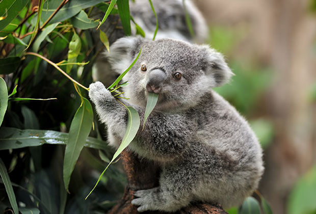a koala bear eating eucalyptus leaves