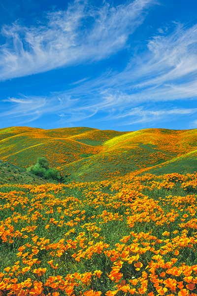 poppy flowers growing wild in California