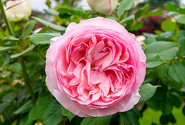centifolia rose