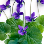 scent trend: violet leaf