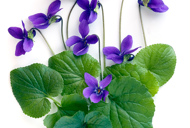 scent trend: violet leaf