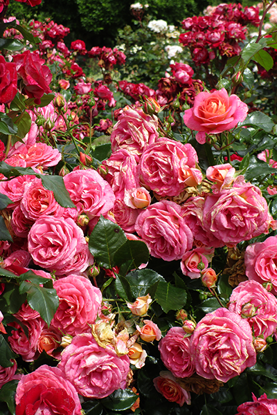 Centifolia rose