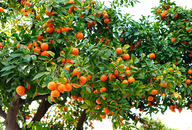 bitter orange tree