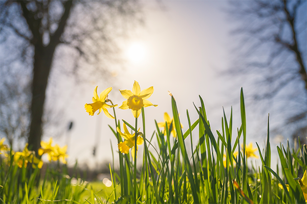 March - Daffodil