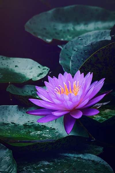July - Water Lily
