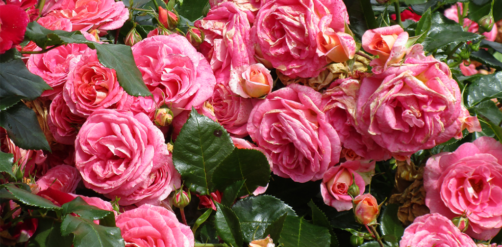 Centifolia roses