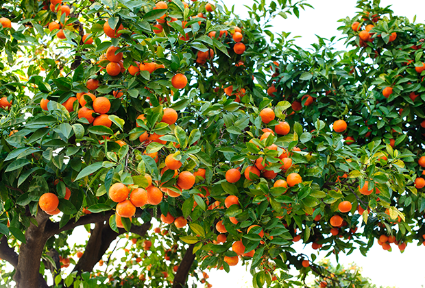 Seville orange trees