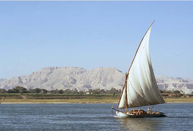 papyrus thrives along the Nile River